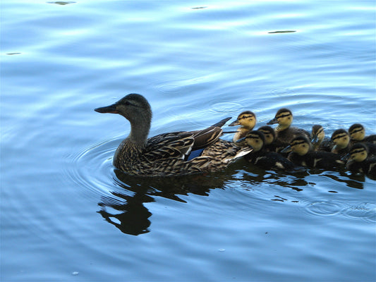Mother mallard leading ducklings across water, echoing The Sopranos pilot