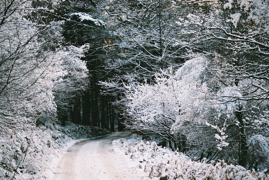 Snowy forest track representing Valery’s disappearance in The Sopranos Pine Barrens